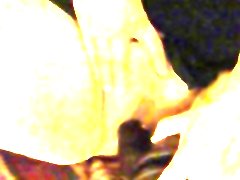 Granny mexicana bbw has oral